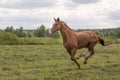 Horse on the field