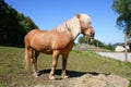 Horse in a field