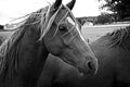 Horse in a field