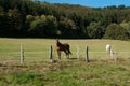 Horse on a field