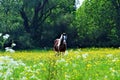 Horse in a field of buttercups Royalty Free Stock Photo