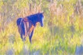 Horse In A Field Colored Pencil, Painting