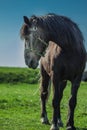 Horse in the field day Royalty Free Stock Photo