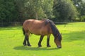 The horse in the field Royalty Free Stock Photo
