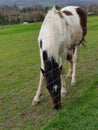 Horse on a field eating