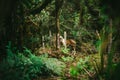 Horse in the Field full of vegetation in the fores