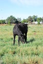 Horse in field grazeing Royalty Free Stock Photo