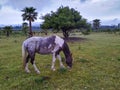 Horse at field, maldonado, uruguay Royalty Free Stock Photo