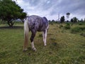 Horse at field, maldonado, uruguay Royalty Free Stock Photo