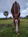 Horse at field, maldonado, uruguay Royalty Free Stock Photo