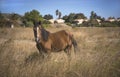 Horse in Field. Samos Royalty Free Stock Photo