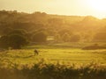 Horse at a field at sunset, soft, warm color, selective focus. Sun rays and flare. Peaceful atmosphere