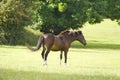 Horse in a field swishing its tail Royalty Free Stock Photo