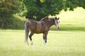 Horse in a field swishing its tail Royalty Free Stock Photo