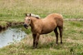 Horse in the field in uruguay Royalty Free Stock Photo