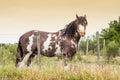 Horse in the field in uruguay Royalty Free Stock Photo