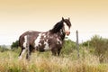 Horse in the field in uruguay Royalty Free Stock Photo