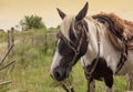 Horse in the field in uruguay Royalty Free Stock Photo