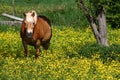 Horse in a field of yellow flowers. Royalty Free Stock Photo