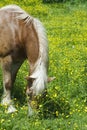 Horse in a field of yellow flowers. Royalty Free Stock Photo