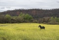 Horse in field of yellow flowers Royalty Free Stock Photo