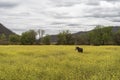 Horse in field of yellow flowers Royalty Free Stock Photo