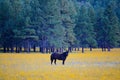 Horse in a field of yellow wild flowers with a forest in the background, Flagstaff, Arizona. Royalty Free Stock Photo