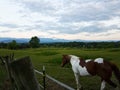 Horse on the fields in Virginia