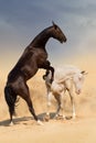 Horse fight in desert Royalty Free Stock Photo