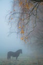 Horse standing in misty morning fall