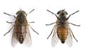 Horse flies in front of a white background Royalty Free Stock Photo