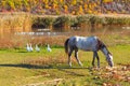 Horse and a flock of geese grazing Royalty Free Stock Photo