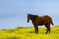 Horse between flowers