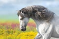 Horse in flowers meadow