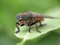 Horse fly Royalty Free Stock Photo