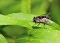 Horse Fly Royalty Free Stock Photo