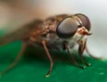 Horse fly Royalty Free Stock Photo