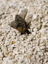 Horse fly Royalty Free Stock Photo