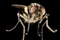 Horse fly with black background Royalty Free Stock Photo