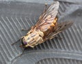 Horse fly Royalty Free Stock Photo