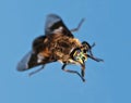 Horse fly eye Royalty Free Stock Photo