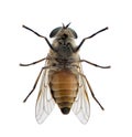 Horse fly in front of a white background Royalty Free Stock Photo