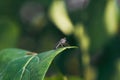 Horse Fly On Green Leaf Royalty Free Stock Photo