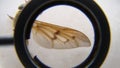 Horse fly horsefly fly close up the wing of a fly closeup fly insects, insect, animals, animal, wildlife, wild nature, forest, woo Royalty Free Stock Photo