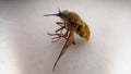 Horse fly horsefly fly on white background close up the head of a horse fly closeup fly the eye of an insect insects, bugs, bug, a