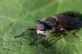 Horse Fly Insect