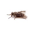 Horse Fly Isolated on a White Background Royalty Free Stock Photo