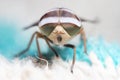 Horse fly Royalty Free Stock Photo