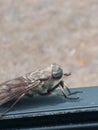 Horse fly looking at you Royalty Free Stock Photo