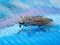 Horse-fly macro, Tabanus macro. Royalty Free Stock Photo